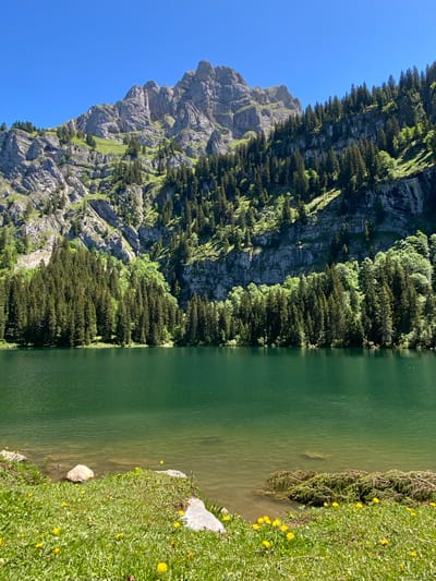 A vertical, eye-level, wide shot captures a serene mountain lake scene under a clear blue sky. The foreground is dominated by lush green grass dotted with small yellow wildflowers and a few large gray rocks. The grass slopes down to the edge of a calm, clear, turquoise lake, with submerged rocks visible near the shore.

In the midground, a dense band of dark green coniferous trees lines the lake’s edge, creating a sharp contrast with the lighter green of the grassy bank. Beyond the trees, a majestic, rugged mountain rises steeply, its gray rock faces streaked with lighter gray and shadowed areas, interspersed with patches of bright green vegetation and more scattered trees. The mountain's peak is sharp and jagged, reaching towards the sky.

The scene is devoid of people and any visible man-made structures. The overall impression is one of natural beauty and tranquility in a mountainous, alpine environment. This picturesque landscape is consistent with the scenery found around Lake Brienz in the canton of Bern, Switzerland, known for its clear waters and surrounding peaks.