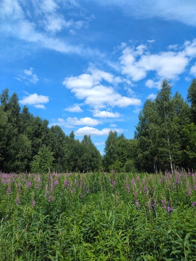 The image depicts a vibrant outdoor scene in Velikovo, Russia, characterized by a clear blue sky dotted with fluffy white clouds. The perspective is from ground level, looking upwards and to the side, suggesting a sunny day with fair weather.
The foreground is dominated by lush green vegetation, forming a dense border. Interspersed within this greenery are numerous delicate purple flowers, adding pops of color and suggesting a springtime or summertime blooming period. This floral display stretches along the edge of a dense line of trees that form the background. The trees are predominantly deciduous, with full, green canopies, creating a rich, textured wall of foliage. Some lighter-colored tree trunks, possibly birch, are visible among the darker green leaves, adding visual variation.
The composition leads the eye from the vibrant flora and fauna in the foreground, through the dense treeline, and up into the expansive sky. The overall impression is one of natural beauty and tranquility, with the bright sky and abundant plant life conveying a sense of warmth and growth. There is no indication of human presence or specific activity, making it a scene of undisturbed nature. The time of day appears to be daytime, likely mid-morning to late afternoon, given the brightness of the sky and the quality of light. The location context of Velikovo, Russia, implies a rural or semi-rural setting where such natural landscapes are common.