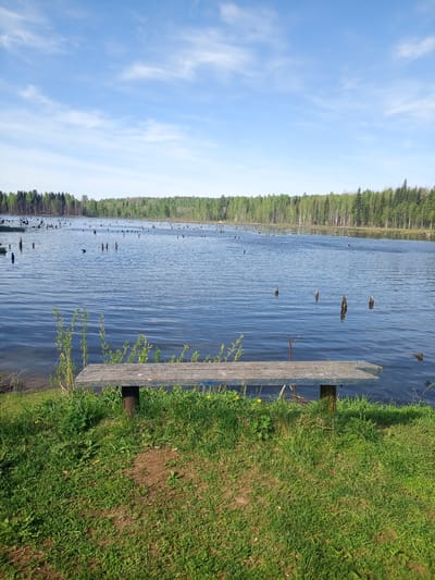 The image depicts a tranquil lake scene in the vicinity of Ural'skoe, Russia. In the foreground, a wooden bench sits on a grassy bank. The lake stretches into the distance, reflecting the clear, blue sky dotted with white clouds. Numerous dead tree trunks protrude from the water's surface. A dense forest lines the far shore. There is no visible human presence. The environment is characterized by natural, undeveloped landscape.