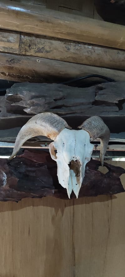 A forensic examination of the image reveals an ovine skull, bleached off-white, with prominent, ridged, light-brown horns, positioned centrally. The skull displays intact nasal apertures and ocular orbits. It is mounted on an irregular, dark-brown piece of gnarled wood, which serves as a decorative base. A second, larger piece of dark, irregularly shaped wood is situated behind and above the skull, also appearing as a decorative element. The upper background consists of rough, horizontally oriented wooden planks, light-brown in color, consistent with a ceiling or upper wall. A dark electrical cable runs horizontally across the upper portion of the frame, above the skull's horns. The lower background features a lighter, vertically grained wooden wall or paneling. No human subjects or active events are present in the static scene. The scene is located in Cikanyere, Indonesia.