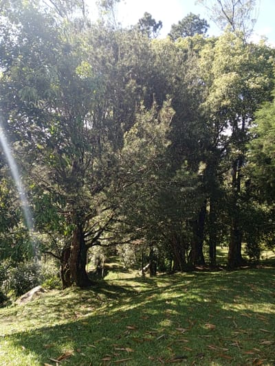 This image captures a serene outdoor scene, likely a park or a natural garden in Burauen, Philippines. The primary subjects are numerous trees and a vibrant green lawn.
In the foreground and midground, a lush expanse of grass is visible, intricately patterned with dappled sunlight and long, irregular shadows cast by the surrounding trees. Scattered dry leaves on the grass suggest a natural, untended quality.
Dominating the left side of the frame is a large tree with a thick, textured trunk and dense green foliage, its branches extending outwards. A strong sunbeam, indicative of bright morning or late afternoon light, cuts across the upper left corner, creating a lens flare effect. The canopy of this tree, along with others further back, is well-lit, highlighting the varied textures of their leaves.
Towards the center and right, a cluster of tall, densely-foliaged trees, some appearing coniferous or with fine needle-like leaves, create a darker, more shaded area. Their trunks are visible amidst the undergrowth and shade. Beyond these, more trees extend into the background under a bright sky with hints of blue.
The scene conveys a peaceful atmosphere, emphasizing the beauty of nature. No people or specific activities are visible, presenting a tranquil landscape. There is no visible text in the image.