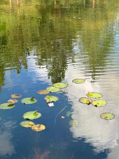This is a photograph of a body of water, likely a pond or lake, with lily pads floating on its surface. The water reflects the sky, showing white clouds against a blue background, and also reflects the surrounding greenery, which appears distorted by ripples on the water. Several lily pads are visible, some are a vibrant green, while others show signs of age with yellowing or brown edges. One lily pad has a small white flower blooming on it. The reflection of the trees on the left side of the image is elongated and vertical due to the ripples. The overall impression is one of a tranquil natural setting, possibly taken during daylight hours with some cloud cover. There is no visible text in the image.