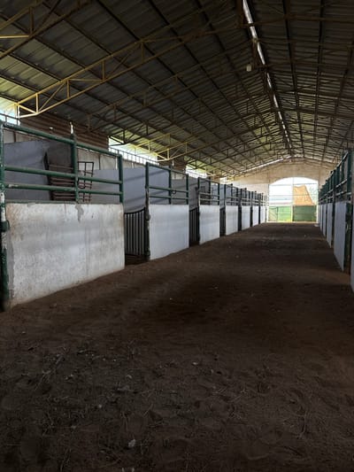 The image displays the interior of an unoccupied animal stable or barn located in El Paraíso, Mexico. A central aisle composed of dark brown earth with scattered debris extends through the length of the structure. Rows of individual stalls line both sides of the aisle. Each stall features a lower partition constructed from weathered white concrete and an upper section consisting of green painted metal railings with black metal gates. The stalls appear empty. The overhead structure includes a corrugated metal roof supported by a network of yellow-painted metal trusses and beams. Natural light enters from the sides and the far end, illuminating the roof structure while casting shadows across the aisle. In the distance, an arched opening leads to the exterior, revealing green vegetation and an unidentified brown tarp-covered structure. One bare light bulb hangs from the ceiling structure in the mid-ground. No individuals or animals are present.