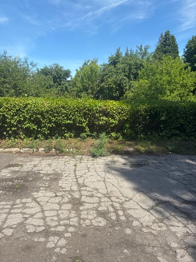 The image depicts an outdoor scene dominated by lush green foliage bordering a cracked asphalt surface. The trees and bushes are dense and vibrant, suggesting a natural or park-like setting. The sky is a clear, bright blue with a few wispy white clouds, indicating fair weather and likely daytime, possibly late morning or early afternoon due to the sharp shadows cast by the trees onto the asphalt.

The asphalt itself is weathered, showing a network of cracks and patches, hinting at age and possibly disuse. Small weeds and patches of dry grass are visible growing along the edge of the asphalt and in some of the cracks, further emphasizing the natural encroachment on the man-made surface. The scene is devoid of any people or prominent objects, focusing solely on the interplay between nature and the deteriorating pavement.

There is no visible text in the image. The overall impression is one of natural overgrowth and the passage of time, with the vibrant greenery contrasting with the worn-down asphalt. The sunlight and clear sky contribute to a bright, summery feel. Given the location context of Kashira, Russia, this scene could be part of a rural road, a park, or a forgotten area where nature is reclaiming its space.