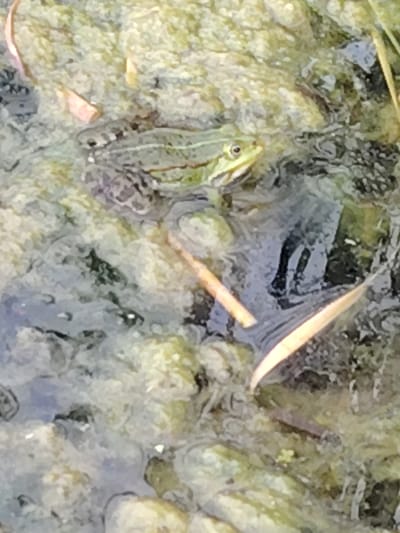 A frog is partially submerged in murky water amongst algae and plant debris. The frog, primarily green with brown markings and a visible eye, is positioned towards the left and center of the frame. The water is dark and reflective, with some plant matter floating on the surface and submerged below. The background consists of a dense, textured layer of green and yellowish-brown material, likely algae or decaying vegetation. Several thin, brown, stick-like objects are also present, some in the water and some partially on the vegetation. The overall environment appears to be a natural body of water with abundant organic matter. The image was taken in the vicinity of Заямнаўскі сельскі Савет, Belarus, a rural area.