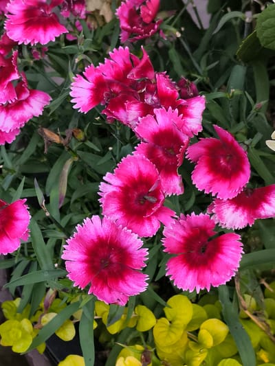 In Mosėdis, Lithuania, a close-up shot captures a cluster of vibrant pink dianthus flowers in full bloom. The petals of these flowers are delicately fringed and transition from a deep crimson at the center to a bright fuchsia at the edges, with some petals displaying a softer pink hue. Amidst the flowers, lush green foliage forms a dense backdrop, interspersed with dried seed pods and thin, spiky leaves characteristic of the plant. In the lower part of the frame, lime-green foliage provides a contrasting splash of color. The focus is sharp on the flowers, highlighting their intricate textures and rich coloration.