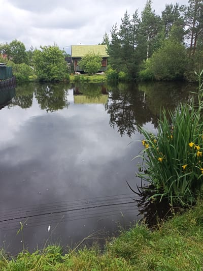 The image depicts a serene, natural scene at Солнышко Снт, Russia. The foreground is dominated by a dark, reflective body of water, likely a pond or slow-moving river. The water's surface mirrors the overcast sky and the surrounding lush greenery. On the right bank of the water, a dense clump of tall green reeds, interspersed with bright yellow iris flowers, adds a vibrant splash of color.
Behind the water and reeds, the landscape transitions to a wooded area. Tall pine trees and other deciduous trees form a dense backdrop. Nestled amongst the trees, a rustic wooden building with a green roof is visible, suggesting a rural or dacha setting. The building appears to be a house or a shed, with a slightly weathered appearance. Faintly visible behind the main structure are other buildings or parts of structures, indicating a small settlement or homestead.
The weather appears to be overcast, with a diffused light bathing the scene. The sky is filled with gray clouds, hinting at a potentially rainy or humid day. There are no people visible in the image, contributing to the peaceful and tranquil atmosphere. A cluster of dark, thin wires stretches horizontally across the lower part of the water, suggesting the presence of a power line or communication cable nearby, a subtle human intrusion into the otherwise natural environment. The overall impression is one of quiet, natural beauty, typical of a summer day in the Russian countryside.