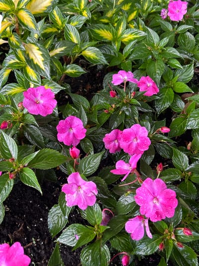The image shows a close-up, overhead view of a flowerbed in Sainte-Anne-de-Bellevue, Canada. The bed is densely planted with impatiens flowers in various shades of pink, interspersed with variegated foliage plants that have green leaves with streaks of yellow. Water droplets are visible on the petals of the impatiens, indicating recent rain or watering. The soil beneath the plants is dark and appears damp. No people or animals are present in the frame. The focus is on the vibrant colors and textures of the flowers and leaves.