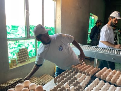 This image depicts an indoor egg packaging operation located in Shuyene Vosta, Afghanistan. Three males are visible within the utilitarian space. In the foreground, a bearded male, wearing a white t-shirt and a white baseball cap, both bearing a blue logo, is bent over a table, actively placing light and dark brown eggs into molded pulp egg trays. Numerous full and empty cardboard egg trays are arranged across the table in the foreground. To the right, a horizontal roller conveyor belt system is present, behind which another bearded male in similar white attire is positioned, engaged with the belt. A third male, wearing a dark cap and jacket, stands partially obscured in the background-left. A multi-paned window on the left side features its lower panes covered with a green, semi-transparent material, admitting diffused light. The interior walls are rough-textured and unpainted.
