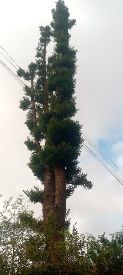 A tall, thick-trunked evergreen tree stands prominently against a cloudy sky, its bark rough and brown. The tree splits into several distinct trunks, each densely covered in dark green foliage arranged in tiers. Three power lines run diagonally across the upper part of the frame. Smaller trees and bushes with green and brown leaves are visible at the base of the main tree. The overall impression is one of height and density.
