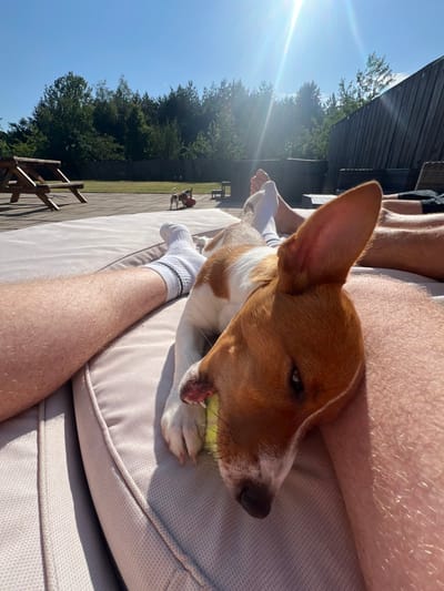 A tan and white dog with large ears lies on a cushioned outdoor sofa. The dog is positioned close to a person's legs and holds a tennis ball in its mouth. The sun shines brightly, and behind the sofa is a green lawn, trees, and a portion of a fence. Two small dogs are visible in the distance on the lawn. A wooden bench is partially visible in the lower-left corner.