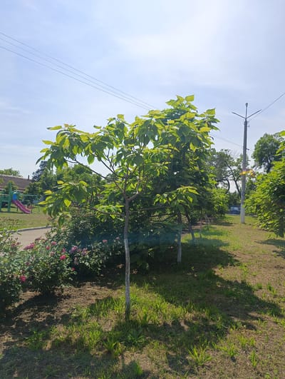 This image depicts a sunny outdoor scene in Maiaky, Ukraine, characterized by abundant greenery and signs of public infrastructure. The sky is clear and bright blue, with minimal cloud cover, indicating fair weather and strong sunlight, which casts distinct shadows.
In the immediate foreground, the ground consists of a mix of dry soil and sparse green grass, with shadows from overhead foliage extending across it. A row of young trees with vibrant green, broad leaves dominates the central and right foreground; the trunks of these trees are painted white at their bases. To the left, a dense bush featuring numerous pink roses or similar flowering plants borders a paved pathway.
The midground reveals more cultivated areas. Beyond the paved pathway on the left, a children's playground is visible, equipped with a red slide and a green multi-structure, including what appears to be swings. Behind the playground structures, a low-rise building with a dark, possibly corrugated, roof is present. Further to the right, a line of more mature trees forms a green screen.
In the background, a tall, grey utility pole stands on the right, supporting a street lamp fixture and multiple overhead power lines that traverse the upper portion of the frame from left to right. A yellow object, possibly a banner or flag, is attached lower on this utility pole. Behind the pole and the trees on the right, a dark-colored vehicle is partially discernible on what appears to be a road or street. The overall environment suggests a park-like or residential area. No individuals are visible within the frame.