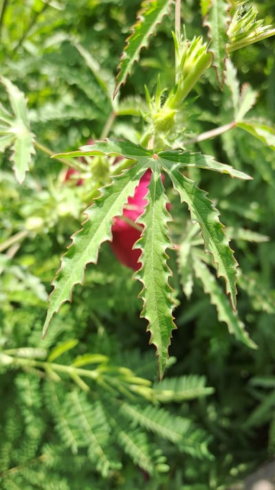 A close-up, eye-level shot shows the deeply lobed, serrated green leaves of a plant, with reddish-brown edges. A blurred, vibrant red object, possibly a flower or fruit, is visible in the background, partially obscured by the foliage. The plant is set against a soft-focus backdrop of more green leaves and stems, suggesting an outdoor natural environment. No people or specific locations within Kruengjuli Timu, Indonesia are depicted or discernible in the image.