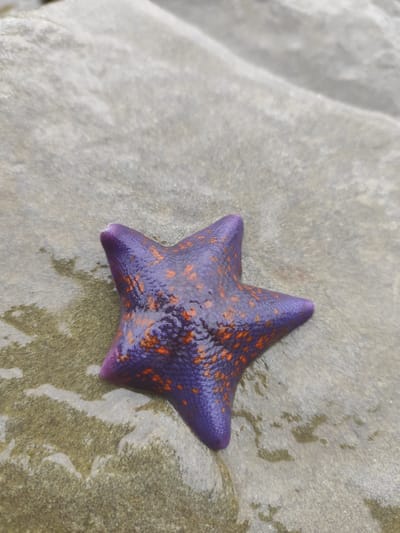 A single purple starfish with orange spots rests on a wet, grey rock. The starfish is oriented with its center slightly above the bottom third of the frame, and its five arms extend outwards. The rock appears to be textured with variations in color and has patches of water on its surface. The background consists of more of the same type of rock, which slopes upwards and out of focus. There are no people or other animals visible in the image. The scene appears to be outdoors, possibly in a tidal zone. The location is not specified in the image.