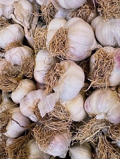 A close-up, overhead, full-frame shot shows a large pile of garlic bulbs. The garlic bulbs are mostly white with some light purple hues. The roots of the garlic bulbs are visible, appearing as dry, brown, stringy material. The image is shot in a way that emphasizes the texture and detail of the garlic. The garlic appears to be fresh and uncooked. The lighting is even and natural. The location of this image is unknown and there is no indication of it being in Voluntari, Romania.