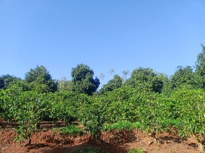 The image displays an outdoor scene in Karuri, Kenya, characterized by an agricultural landscape under a clear, light blue sky. The lower two-thirds of the frame are dominated by rows of healthy, dense green coffee plants, cultivated on reddish-brown soil. The soil surface is partially exposed, revealing variations in terrain between the plants. Behind the coffee plants, a continuous line of taller, dark green trees forms a background canopy. A few lighter-colored trees with sparser foliage are interspersed within this background treeline. No human figures, animals, or artificial objects are present. The environment is illuminated by direct sunlight.
