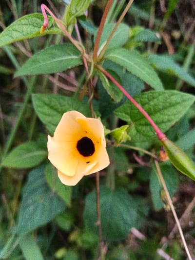 A close-up view captures a single yellow flower with a distinct dark brown to black central disc, positioned within dense green foliage in Pinnwe, Myanmar (Burma). The flower presents five visible pale yellow petals, some exhibiting small dark specks near the center. Surrounding the blossom are numerous green leaves of varying textures and several slender stems, some displaying a reddish-pink hue. To the immediate right of the flower, a long, light green pod-like structure is visible, extending diagonally from a reddish stem. The background consists of blurred green vegetation, indicating a natural, outdoor environment. No human subjects or interactions are present.