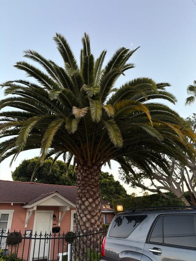 In Laguna Beach, California, a large palm tree dominates the foreground, its fronds spread wide against a pale sky where a sliver of moon is visible. To the left, a small, salmon-pink house with a white door and an ornamental fence sits behind the palm tree. To the right, the rear of a dark gray SUV is parked, its windows reflecting the palm fronds. The background features lush green trees and a hint of more palm trees, suggesting a warm, coastal environment. The scene appears to be a residential street, possibly captured during the late afternoon or early evening.