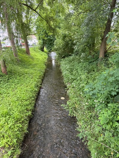 This image captures a vibrant, verdant scene along a narrow stream in Kassel, Germany. The stream, with dark, rippling water, flows from the foreground towards the background, creating a sense of depth. Both banks are densely covered with lush green vegetation, including tall trees with visible trunks, various bushes, and thick ground cover.
On the left bank, several substantial tree trunks rise, their branches and leaves forming a canopy overhead. Through gaps in the foliage further down the stream, glimpses of distant buildings or structures suggest an urban or semi-urban setting. The right bank is equally lush, featuring a rich variety of green plants, including grasses, broad-leaved foliage, and scattered small white flowers, indicating a natural and possibly wild growth. A single light-colored object, possibly a leaf or piece of litter, floats on the water's surface in the middle distance.
The lighting suggests bright daylight, likely midday or afternoon, illuminating the scene and highlighting the numerous shades of green. No specific human activity is depicted, emphasizing the natural tranquility of the scene. There is no visible text. The overall impression is one of a peaceful, green corridor or park area providing a natural respite.