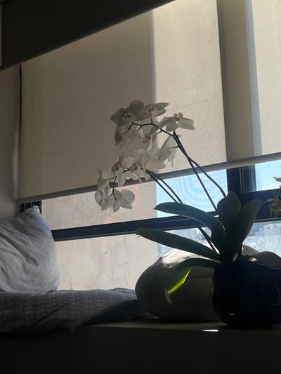 An indoor scene features an orchid in bloom with delicate white flowers. The plant is in a pot and positioned near a window. Sunlight streams through, illuminating the blossoms and casting shadows. The window has a white blind, and a grey pillow rests below. The background shows an exterior wall with a visible crack pattern.