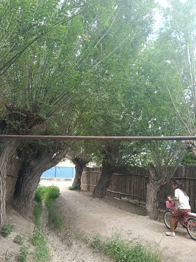 In Altinkul, Uzbekistan, a young girl with dark hair pulled back in a ponytail rides a pink bicycle along a dirt path. She is wearing a white t-shirt and patterned leggings. The path is bordered by large, gnarled trees with dense green foliage overhead, creating a shaded canopy. The trees have thick, textured bark and their branches form an archway over the path. A rusty metal pipe runs horizontally across the image, supported by the trees. A rustic fence, made of woven reeds or similar material, runs along the right side of the path. In the background, a blue corrugated metal fence is visible behind some of the trees and foliage. A dry, shallow ditch runs down the center of the path in the foreground, with sparse green weeds growing on its sides. The overall scene depicts a rural or semi-rural setting with natural elements and a child engaged in recreational activity.
