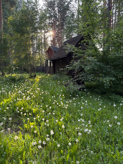 The image depicts a sun-drenched clearing in a forest near Sukhaya, Russia, featuring a rustic log cabin nestled amongst tall trees. The foreground is dominated by a field of white dandelions in their seed stage, their fluffy heads catching the light. The cabin, constructed from dark logs, has a pitched, shingled roof and a small upper story with red siding and a window. Dense green foliage partially obscures the cabin. The background is a dense forest with a mix of coniferous and deciduous trees. Sunlight filters through the canopy, creating dappled light and shadows across the scene. No people or animals are visible. The overall impression is one of a secluded, tranquil natural setting.