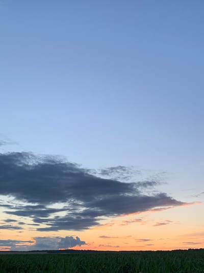 The image depicts a rural landscape with a cornfield in the foreground under a twilight sky. The sky transitions from a pale blue at the top to shades of orange and pink near the horizon, indicating sunset. Dark, dramatic clouds are present in the middle of the sky, contrasting with the lighter hues. A silhouetted treeline marks the horizon beyond the field. The cornfield appears dense and green, with the stalks filling the lower portion of the frame. The scene is devoid of any people or man-made structures, suggesting an isolated natural setting. The location is Цімкавіцкі сельскі Савет, Belarus.
