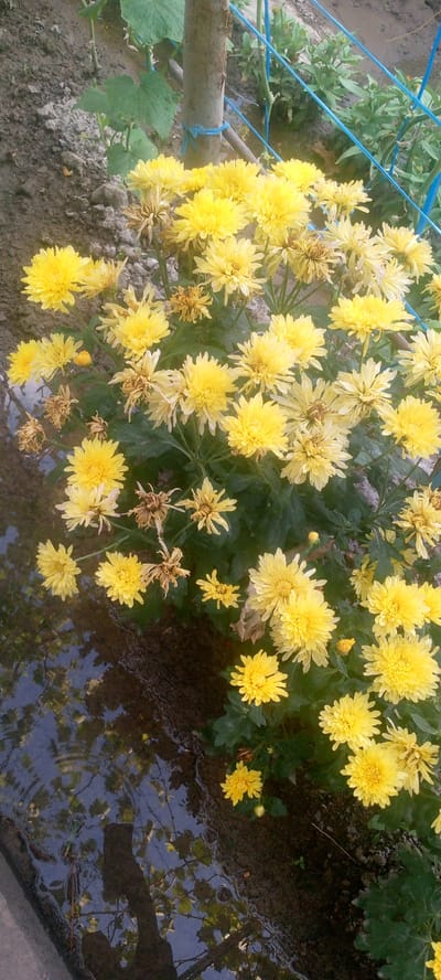 A cluster of yellow chrysanthemum flowers is blooming in a garden, with some dried flowers mixed in. The flowers are growing in dark soil, with a puddle of water reflecting the sky and surrounding foliage. A wooden post and blue string are visible in the background. The image appears to be taken in the city of Marhamat, Uzbekistan.