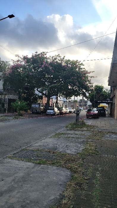 The image depicts a street scene in Caseros, Argentina, under an overcast sky with visible patches of brighter light. A large tree with a dense canopy of green foliage and numerous pink blossoms dominates the mid-ground, with pink petals scattered across the asphalt road and concrete sidewalk.
On the left side of the road, multiple vehicles are parked, including a light-colored utility truck and several smaller passenger cars. Beyond these vehicles, residential or commercial buildings with varied facades are partially visible through the tree cover.
The asphalt road surface appears worn. The sidewalk on the right foreground is composed of cracked concrete slabs and textured pavers, with grass and weeds growing in the fissures and along the edge. A weathered wooden post stands upright on the sidewalk in the mid-right. Further down the street on the right, a dark red sedan and a black vehicle are parked near a multi-story building that features a dark awning or sign above its entrance.
Utility lines are visible as dotted black lines traversing the upper portion of the sky, with a streetlamp mounted on a pole in the upper-left corner. No individuals are discernible in the scene.