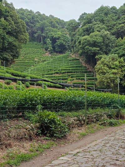 The image depicts a terraced tea plantation in Xihu District, China. The foreground shows a cobblestone path on the right, bordered by a wire fence and dry grass. Beyond the fence, rows of lush green tea bushes are visible, some covered with black netting. Further up the hillside, more tea terraces stretch across the landscape, supported by poles. The background is filled with dense green trees, creating a natural forest backdrop against a cloudy sky. No people are present in the image.