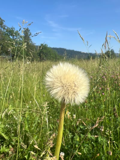 A close-up, eye-level, vertical shot showcases a mature dandelion seed head in a grassy field under a clear blue sky. The dandelion, positioned slightly off-center to the right, is the main subject, with its fluffy white pappus catching the sunlight. Its stem, a vibrant green, extends downwards towards the bottom right corner of the frame. The background is a lush, green meadow filled with various grasses and scattered small purple flowers. In the distance, a tree-lined hill forms the horizon, with the top of the hill appearing darker green. The overall scene suggests a bright, sunny day in a natural, outdoor setting, possibly a meadow or park. The specific location within Zakopane, Poland, cannot be determined from the visual information provided in the image alone.