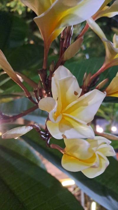 This media file is a close-up photograph of several frangipani flowers. The flowers are predominantly white with yellow centers and are arranged on reddish-brown stems. Some petals have small brown spots. In the background, dark green leaves are visible, along with out-of-focus lights, suggesting it might be evening or night. The lighting creates a slightly warm and atmospheric mood. The image appears to be taken in a natural outdoor setting, possibly a garden or a place where frangipani trees are common. The focus is sharp on the flowers, highlighting their delicate structure and vibrant colors. There is no text visible in the image.