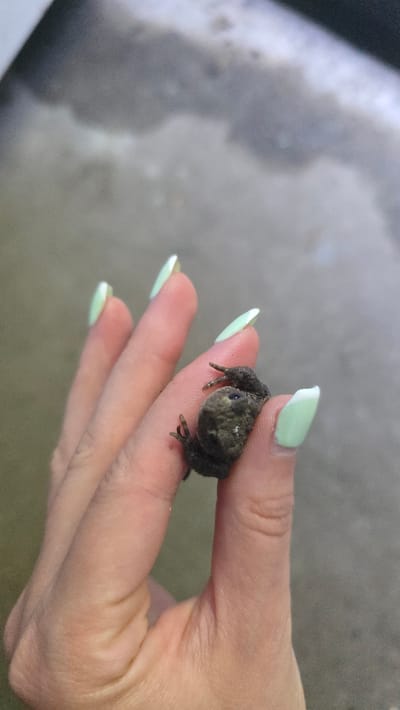 A close-up depicts a small, dark-colored frog perched on the fingertips of a hand. The hand's nails are long and painted with a light green and white French tip design. The background is blurry and indistinct. There is no information in the image or provided context that suggests the location is Wilhelmshaven, Germany.