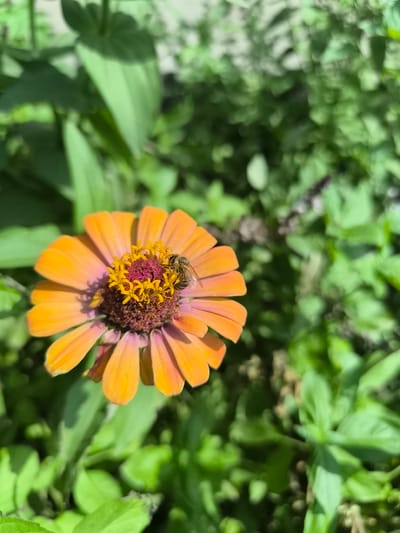A close-up, high-angle shot captures a bee actively foraging on the vibrant orange and pink petals of a Zinnia flower. The bee, positioned on the flower's center, appears to be collecting nectar or pollen. The background consists of lush green foliage, indicating an outdoor, natural setting, likely a garden or park in the city of Katagan, Uzbekistan. The sunlight casts subtle shadows, highlighting the textures of the flower and the bee. The focus is sharp on the bee and the flower, with the surrounding greenery softly blurred.