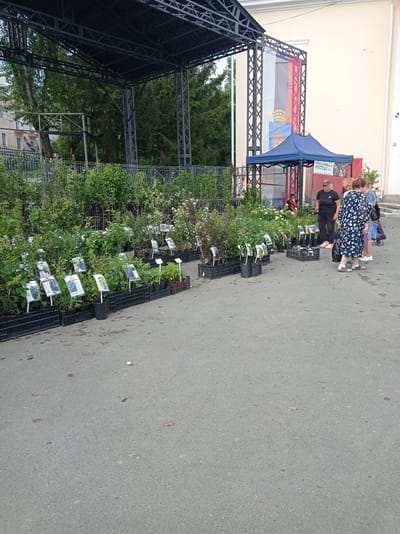 The image depicts an outdoor market scene, likely in the city of Degtyarsk, Russia, characterized by a temporary stage structure and various stalls selling plants. In the foreground, an asphalt surface shows scattered leaves, indicating an outdoor environment. Several rows of potted plants are arranged on the ground, many placed within black plastic crates. Each plant has a white tag attached, presumably providing information about the species and price.
In the middle ground, a blue canopy tent is set up, and behind it, a large banner with the Russian flag and an emblem is displayed on a building. Three women are seen standing and conversing near the tent. One woman, wearing a dark floral dress, is facing away from the camera. Another woman, in a black t-shirt and cap, is looking towards the plants. A third woman, in a blue top, is partially visible behind the woman in the floral dress. A young male is seated under the tent in the background.
The background features a building with a pale facade and trees, suggesting an urban or semi-urban setting. The overall scene conveys a relaxed atmosphere, possibly during a local event or market day.