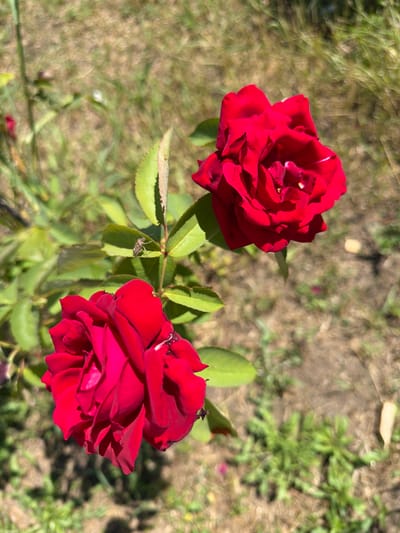 The image shows two red roses in bloom, with green leaves and a stem. One rose is in the foreground on the lower left, and the other is in the mid-ground on the upper right. A small, brown insect is visible on a leaf between the two roses. The background consists of dry grass and soil, suggesting an outdoor environment. The lighting indicates it is daytime, with sunlight casting shadows. There is no indication of the specific location within the city of Timashevsk, Russia, or any people or specific actions taking place.