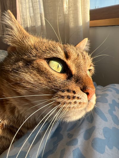 A close-up, high-angle shot captures the head of a brown tabby cat looking upward. The cat has green eyes, a pink nose with brown spots, and long white whiskers. Sunlight illuminates the cat's fur, creating highlights and shadows. In the background, a window with a blurred view of an outdoor scene is visible to the left. To the right, a blue and white patterned fabric is present. There is no evidence of the image being taken in the city of Beverwijk, Netherlands.