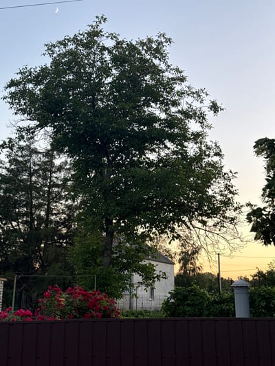This is a vertical, eye-level, outdoor photograph taken in Obukhivka, Ukraine. The scene depicts a twilight setting with a pale yellow sky, suggesting either sunrise or sunset. Dominating the left half of the frame is a large deciduous tree with dense, dark green foliage. In the lower left quadrant, a sliver of the crescent moon is visible against the sky.

Behind the tree, a white building with a simple, rectangular shape and at least two windows is partially obscured by vegetation. To the right of the building, a dark brown, corrugated metal fence runs along the edge of the property. In the foreground on the right, a bush with abundant bright red roses is in bloom.

In the background, beyond the building and fence, several other trees and green foliage can be seen. A thin metal pole with an exhaust pipe or chimney cap extends upwards from the right side of the building, and a power line crosses the sky horizontally in the upper portion of the image. The overall mood is serene and natural, with a hint of rural or suburban tranquility. There is no visible text in the image.