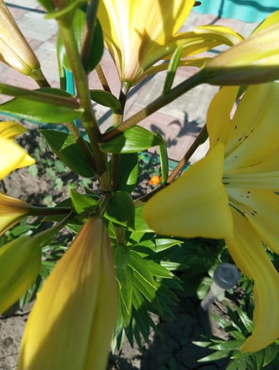 The image shows a close-up, high-angle shot of yellow lilies in Velykyi Sukhodil, Ukraine. The lilies are the primary subjects, with several buds and one partially open flower visible. The stems and vibrant green leaves are prominent, creating a lush, natural setting. The background includes soil, which appears dry and cracked in places, and a hint of a light-colored fence and a small orange flower. A small, grey garden stake with a black cap is partially visible amongst the foliage. The lighting suggests it is daytime, with shadows cast by the plants. There are no people or animals present in the image.