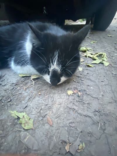 A black and white cat is sleeping on the ground under a vehicle. The ground is muddy and has some fallen leaves scattered on it. The cat is positioned in the center of the frame, with its head resting on the ground. The vehicle's tire is visible on the right side of the image. The background shows a glimpse of what appears to be a rural or semi-urban setting with some vegetation visible under the vehicle. The overall scene suggests an outdoor environment in Antratsyt, Ukraine.