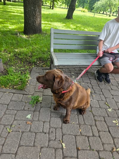 A chocolate-colored dog on a red leash sits on a paved pathway in a park in Daugavpils, Latvia. The dog faces left with its tongue hanging out. A person wearing a white t-shirt and gray shorts sits on a gray park bench to the right of the dog, holding the leash. The background shows green grass and trees.