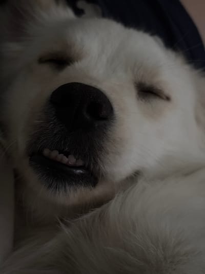 A close-up, low-angle shot captures a white dog sleeping, its eyes closed and mouth slightly open, revealing small teeth. The dog's black nose is prominent, surrounded by white fur and whiskers. The lighting is dim, suggesting an indoor setting, possibly at night. The background is dark and out of focus. There is no indication of a location in Novaya Usman', Russia, or any other specific geographical area.
