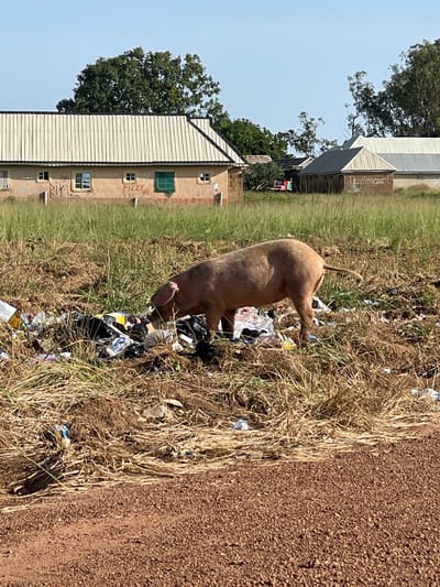 A pig is foraging through a pile of garbage in a grassy area next to a dirt road. The pig is a light brown color and is facing away from the camera, with its head down in the trash. The garbage pile is made up of various plastic bags, wrappers, and other debris, scattered among dry grass and dirt.

In the background, there are buildings that appear to be in a rural or semi-urban setting. One building is a light-colored structure with a metal roof and several windows. Another building is made of brick and has green window shutters. There are also trees and vegetation in the background, suggesting an outdoor environment. The sky is clear and blue, indicating it is daytime, likely with sunny weather.

The scene appears to be in Agwala, Nigeria. The overall impression is one of rural poverty or neglect, with the presence of litter and the pig scavenging for food. There is some visible text on the brick building, including what appears to be graffiti. Some of the legible words include "TAHITEH," "NAPSS," "FIZZY," and "007."