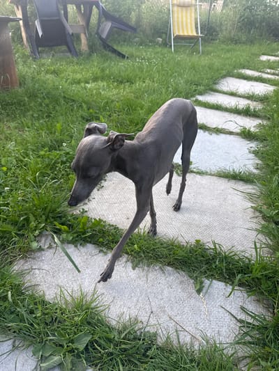 An Italian Greyhound walks on a stone pathway surrounded by green grass. The dog is grey and slender. In the background, a yellow and white striped lawn chair is visible, along with a wooden table and dark plastic chairs. The scene appears to be in a backyard or garden setting, possibly in the city of Lyady, Russia, given the lighting and vegetation.