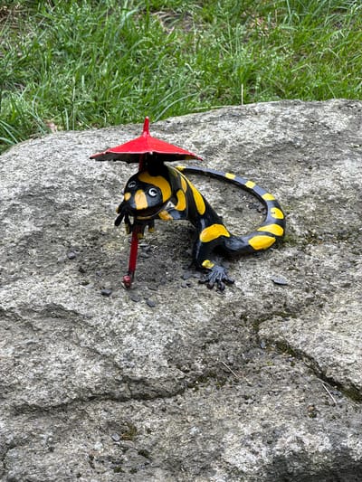 A close-up, eye-level shot shows a black and yellow salamander figurine with a red umbrella resting on a large, grey, textured rock. The figurine is positioned in the center of the frame, with its body curled around the umbrella's handle. Its head faces the camera, with large white eyes and a black mouth. The rock surface is rough and uneven, with some small dark pebbles scattered across it. Behind the rock, lush green grass grows in soft focus. The scene appears to be outdoors, possibly in a garden or park setting. This object was located in Świeradów-Zdrój, Poland.