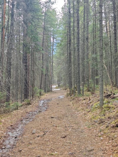 The image depicts a narrow, dirt path winding through a dense forest in Kos'ya, Russia. Tall, slender trees with bare branches dominate the scene, creating a sense of enclosure. The path is covered in brown fallen leaves and pine needles, with visible patches of mud and standing water. At a distance along the path, a fallen tree lies across it with snow. The lighting is diffused, suggesting an overcast day. The overall impression is one of a natural, undisturbed environment.