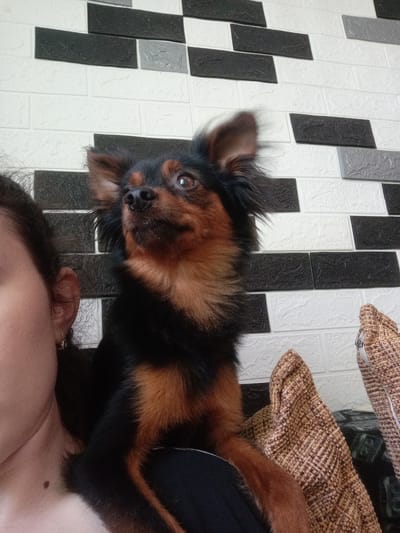 A person's shoulder and upper arm are visible at the top left of the frame, with a mole on the skin. The person is holding a small, black and tan dog. The dog has large, alert ears and is looking directly at the camera with a curious expression. It is lying down on a textured brown and white fabric object, possibly a blanket or cushion, which takes up the lower left portion of the image. Behind the dog and the person, a wall is visible, decorated with a pattern of alternating rectangular tiles in white, black, and gray. The lighting appears to be indoor, with no indication of the time of day or weather. The scene is casual and domestic. There is no visible text in the image.