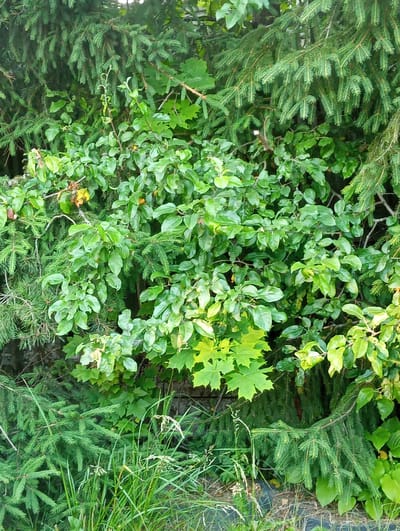 The image depicts a dense, overgrown natural scene composed primarily of various types of foliage. Dominating the frame are dark green, needle-covered branches of coniferous trees, likely spruce or fir, interspersed with lighter green deciduous leaves. Some of these leaves appear to be maple leaves due to their distinct lobed shape and serrated edges. The vegetation is so thick that it forms a solid wall of green, with little discernible background. There are hints of a stone wall or structure behind the foliage in some areas. Sunlight filters through the leaves, creating highlights and shadows, and some leaves exhibit a yellow or autumnal hue. The overall impression is one of wild, untamed growth. No people, animals, or specific man-made structures beyond the implied wall are visible. The scene appears to be in a rural or park-like setting.