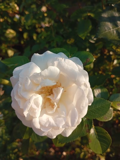 A close-up, high-angle shot focuses on a white rose in full bloom, its petals layered and slightly ruffled, with a cluster of yellow stamens at its center. The rose is positioned on the left side of the frame, against a backdrop of lush green foliage. Sunlight catches the edges of the rose petals and some of the leaves, creating highlights and a slightly blurred, soft-focus effect on the background. Some of the leaves show small brown spots. The overall lighting suggests it is either early morning or late afternoon, casting a warm glow on the scene. The image was taken in Truskavets, Ukraine, in a natural outdoor setting, likely a garden or park. There are no people or animals visible in the image.
