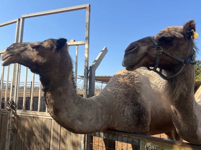 The image displays an outdoor animal enclosure in Hod Hasharon, Israel, under a clear blue sky. Two dromedary camels are the primary subjects. The camel on the left, exhibiting dark brown fur on its head and neck and lighter brown fur on its body, is oriented towards the left with its head slightly elevated. The camel on the right, with a predominantly lighter brown coat and a darker head and neck, wears a dark halter and has a yellow ear tag affixed to its right ear; this camel appears to be resting or lying down, facing right. Both animals are positioned behind a wooden barrier in the foreground, which features a partially visible sign. Metal fencing is visible in the background, along with sandy ground to the left and green foliage with purple flowers in the upper right.